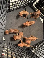 Boys, a male Rhodesian Ridgeback for sale in Elizabethton, TN – 5 of 9