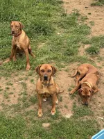 Little Miss, a female Rhodesian Ridgeback for sale in Elizabethton, TN – 6 of 8