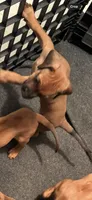 Black mask boy , a male Rhodesian Ridgeback for sale in Elizabethton, TN – 3 of 7