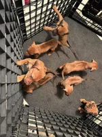 Boys, a male Rhodesian Ridgeback for sale in Elizabethton, TN – 3 of 9