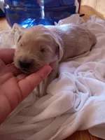 Steve , a male Golden Retriever for sale in Brooksville, KY – 2 of 4