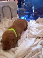 Mary, a female Golden Retriever for sale in Brooksville, KY – 2 of 3