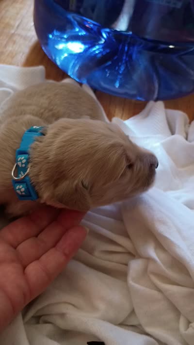 Marvin, a male Golden Retriever for sale in Brooksville, KY – 5 of 5