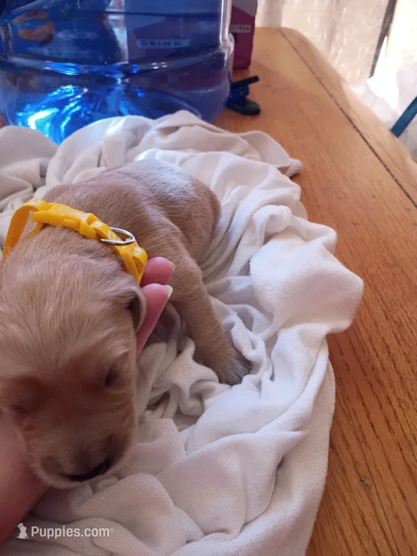Maria  – Golden Retriever puppy for sale in Brooksville, KY