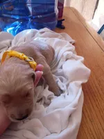 Maria , a female Golden Retriever for sale in Brooksville, KY – 1 of 3