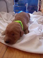 Mary, a female Golden Retriever for sale in Brooksville, KY – 3 of 3