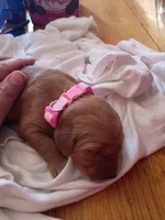 Light pink , a female Golden Retriever for sale in Brooksville, KY – 6 of 6