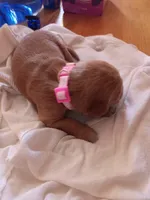 Light pink , a female Golden Retriever for sale in Brooksville, KY – 4 of 6