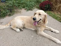 Hannah, a female Golden Retriever for sale in Brooksville, KY – Photo 7 of 8