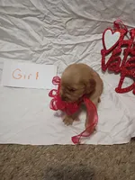 Hannah, a female Golden Retriever for sale in Brooksville, KY – Photo 6 of 8