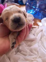 Maria , a female Golden Retriever for sale in Brooksville, KY – 2 of 3