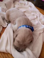 Jim, a male Golden Retriever for sale in Brooksville, KY – 4 of 4