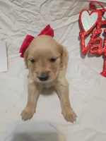 Polka dot, a female Golden Retriever for sale in Brooksville, KY – Photo 2 of 6