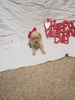 Polka dot, a female Golden Retriever for sale in Brooksville, KY – Photo 3 of 6