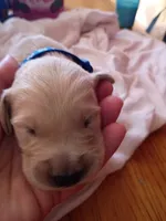 Jim, a male Golden Retriever for sale in Brooksville, KY – 2 of 4