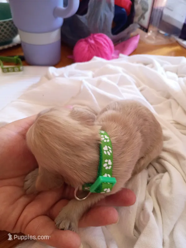 Hannah – Golden Retriever puppy for sale in Brooksville, KY