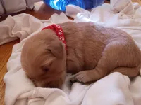 Abigail , a female Golden Retriever for sale in Brooksville, KY – 1 of 4