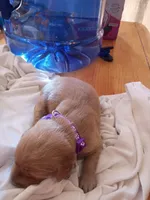 Susan , a female Golden Retriever for sale in Brooksville, KY – 2 of 4