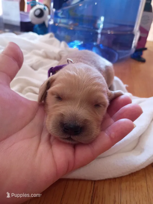 Susan  – Golden Retriever puppy for sale in Brooksville, KY