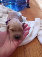 Susan , a female Golden Retriever for sale in Brooksville, KY – 4 of 4