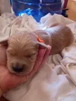 Amy, a female Golden Retriever for sale in Brooksville, KY – 3 of 3