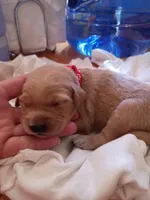 Abigail , a female Golden Retriever for sale in Brooksville, KY – 3 of 4