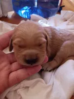 Abigail , a female Golden Retriever for sale in Brooksville, KY – 2 of 4