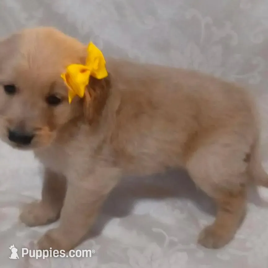 Yellow 💛, a male Golden Retriever for sale in Brooksville, KY – Photo 2 of 7