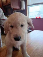 Big boy , a male Golden Retriever for sale in Brooksville, KY – Photo 1 of 4