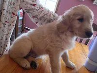 Big boy , a male Golden Retriever for sale in Brooksville, KY – Photo 3 of 4