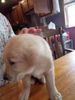 Big boy , a male Golden Retriever for sale in Brooksville, KY – Photo 2 of 4