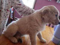 Big boy , a male Golden Retriever for sale in Brooksville, KY – Photo 4 of 4