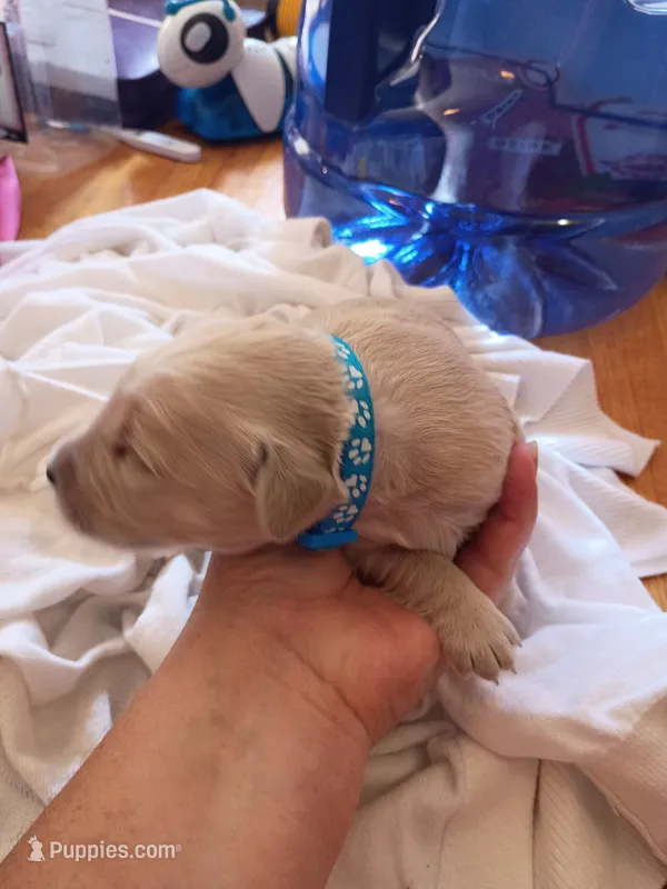 Marvin – Golden Retriever puppy for sale in Brooksville, KY