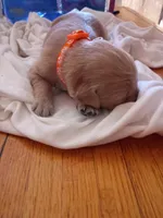 Amy, a female Golden Retriever for sale in Brooksville, KY – 2 of 3