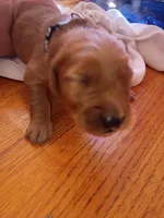 Steve , a male Golden Retriever for sale in Brooksville, KY – 4 of 4