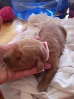 Light pink , a female Golden Retriever for sale in Brooksville, KY – 3 of 6