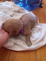 Susan , a female Golden Retriever for sale in Brooksville, KY – 3 of 4
