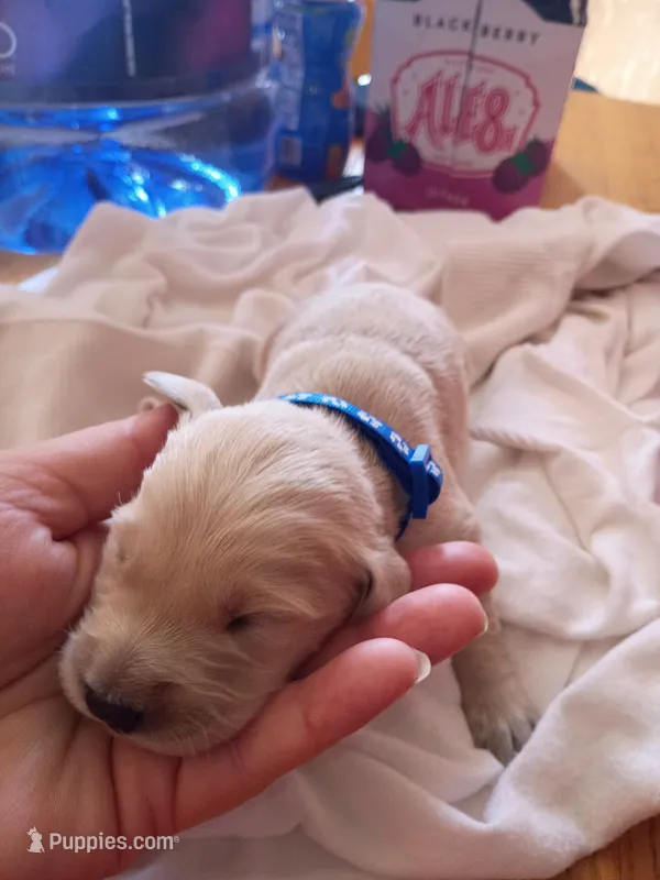 Jim – Golden Retriever puppy for sale in Brooksville, KY