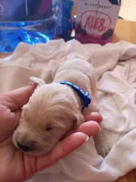 Jim, a male Golden Retriever for sale in Brooksville, KY – 1 of 4