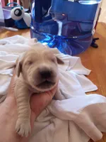 Marvin, a male Golden Retriever for sale in Brooksville, KY – 3 of 5