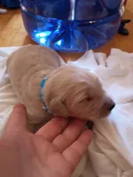 Marvin, a male Golden Retriever for sale in Brooksville, KY – 4 of 5