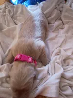 Flower , a female Golden Retriever for sale in Brooksville, KY – 2 of 3