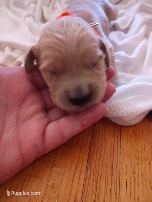 Amy – Golden Retriever puppy for sale in Brooksville, KY