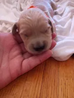 Amy, a female Golden Retriever for sale in Brooksville, KY – 1 of 3