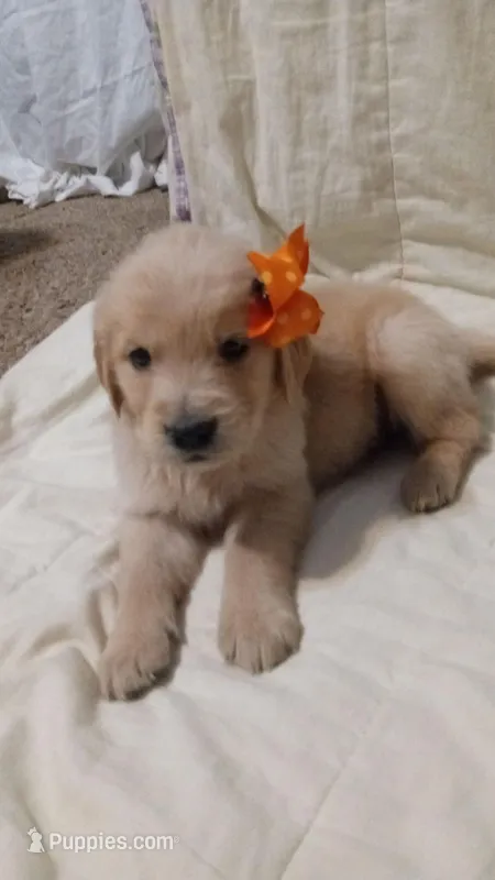 Orange puppy
