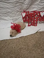 Green puppy, a male Golden Retriever for sale in Brooksville, KY – Photo 2 of 6