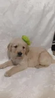 Green puppy, a male Golden Retriever for sale in Brooksville, KY – Photo 5 of 6