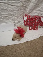 Green puppy, a male Golden Retriever for sale in Brooksville, KY – Photo 3 of 6