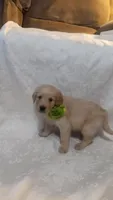 Green puppy, a male Golden Retriever for sale in Brooksville, KY – Photo 6 of 6