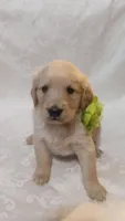 Green puppy, a male Golden Retriever for sale in Brooksville, KY – Photo 1 of 6